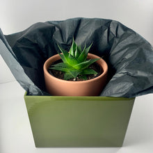 Load image into Gallery viewer, Aloe Cosmo Coral Planter 12cm