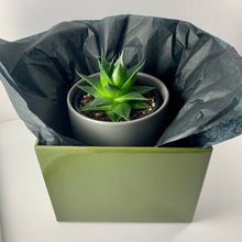 Load image into Gallery viewer, Aloe Cosmo Charcoal Planter 12cm