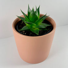 Load image into Gallery viewer, Aloe Cosmo Coral Planter 12cm