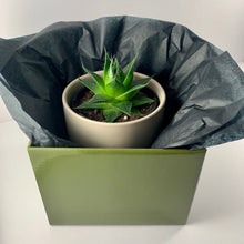 Load image into Gallery viewer, Aloe Cosmo Grey Planter 12cm