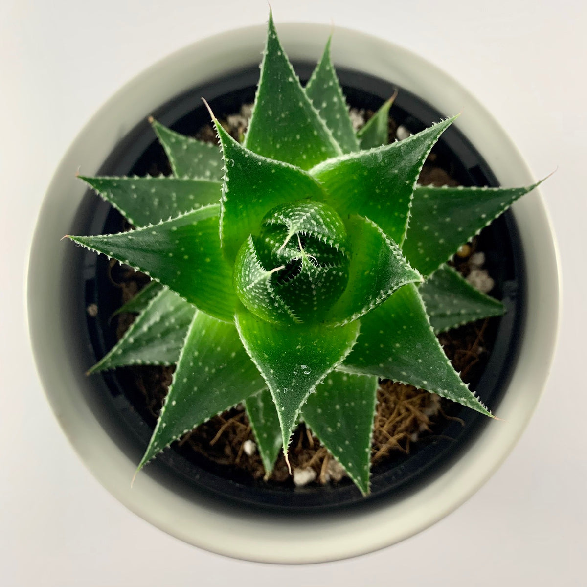 Aloe Cosmo White Planter 12cm – The Plant Lady