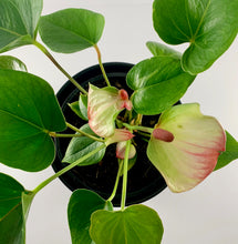 Load image into Gallery viewer, Flamingo Flower Black Planter 18cm with Penfold's Max's Shiraz