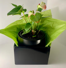 Load image into Gallery viewer, Flamingo Flower Black Planter 18cm