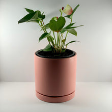 Load image into Gallery viewer, Flamingo Flower Coral Planter 18cm
