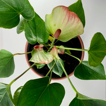 Load image into Gallery viewer, Flamingo Flower Coral Planter 18cm