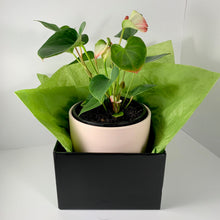 Load image into Gallery viewer, Flamingo Flower Pink Blush Planter 18cm