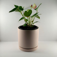 Load image into Gallery viewer, Flamingo Flower Pink Blush Planter 18cm