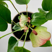 Load image into Gallery viewer, Flamingo Flower Pink Blush Planter 18cm