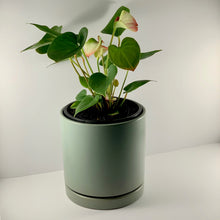 Load image into Gallery viewer, Flamingo Flower Sage Planter 18cm