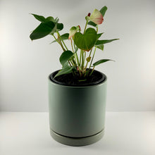 Load image into Gallery viewer, Flamingo Flower Sage Planter 18cm