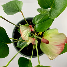 Load image into Gallery viewer, Flamingo Flower Sage Planter 18cm