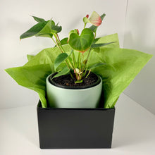 Load image into Gallery viewer, Flamingo Flower Sage Planter 18cm