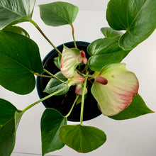 Load image into Gallery viewer, Flamingo Flower Teal Blue Planter 18cm