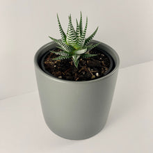 Load image into Gallery viewer, Haworthia Classic Charcoal Planter 12cm