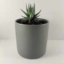 Load image into Gallery viewer, Haworthia Classic Charcoal Planter 12cm