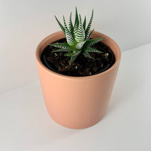 Load image into Gallery viewer, Haworthia Classic Coral Planter 12cm