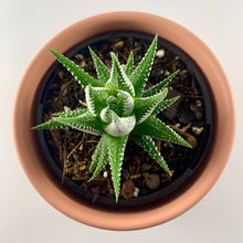 Load image into Gallery viewer, Haworthia Classic Coral Planter 12cm