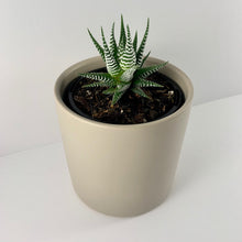 Load image into Gallery viewer, Haworthia Classic Grey Planter 12cm
