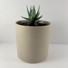 Load image into Gallery viewer, Haworthia Classic Grey Planter 12cm