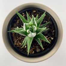 Load image into Gallery viewer, Haworthia Classic Grey Planter 12cm