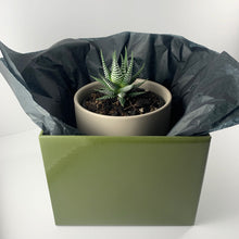 Load image into Gallery viewer, Haworthia Classic Grey Planter 12cm
