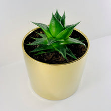 Load image into Gallery viewer, Aloe Cosmo Metallic Gold Planter 13cm
