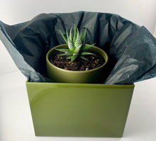 Load image into Gallery viewer, Haworthia Classic Moss Planter 12cm