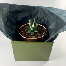Load image into Gallery viewer, Haworthia Metallic Rose Gold Planter 13cm