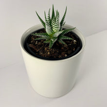 Load image into Gallery viewer, Haworthia Classic White Planter 12cm