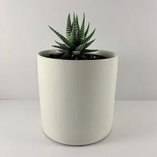 Load image into Gallery viewer, Haworthia Classic White Planter 12cm