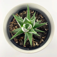 Load image into Gallery viewer, Haworthia Classic White Planter 12cm