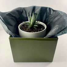 Load image into Gallery viewer, Haworthia Classic White Planter 12cm