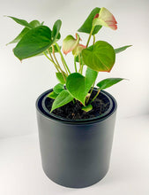 Load image into Gallery viewer, Flamingo Flower Black Planter 18cm