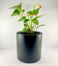 Load image into Gallery viewer, Flamingo Flower Black Planter 18cm with Penfold's Max's Shiraz