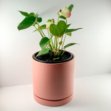 Load image into Gallery viewer, Flamingo Flower Coral Planter 18cm