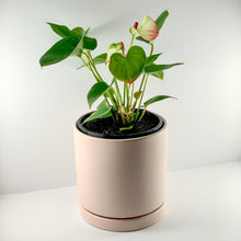 Load image into Gallery viewer, Flamingo Flower Pink Blush Planter 18cm