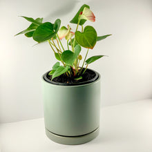 Load image into Gallery viewer, Flamingo Flower Sage Planter 18cm
