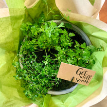 Load image into Gallery viewer, Herb Bowls with Parsley, Pizza Thyme & Oregano