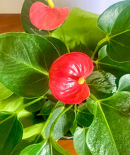 Load image into Gallery viewer, Flamingo Flower Black Planter 18cm with Penfold's Max's Shiraz