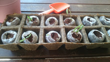 Load image into Gallery viewer, Vegetable Growing Kit