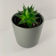 Load image into Gallery viewer, Aloe Cosmo Charcoal Planter 12cm
