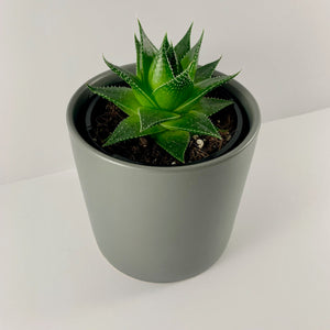 Aloe Cosmo Charcoal Planter 12cm