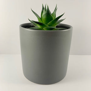 Aloe Cosmo Charcoal Planter 12cm
