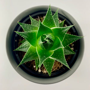 Aloe Cosmo Charcoal Planter 12cm