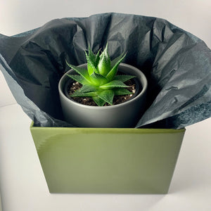 Aloe Cosmo Charcoal Planter 12cm