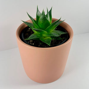 Aloe Cosmo Coral Planter 12cm