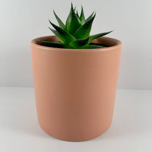 Load image into Gallery viewer, Aloe Cosmo Coral Planter 12cm
