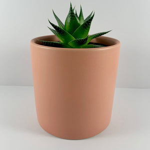 Aloe Cosmo Coral Planter 12cm