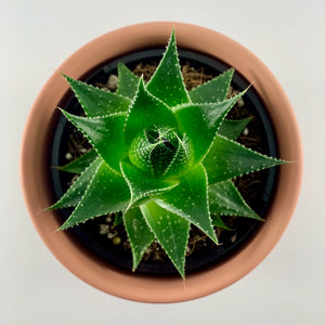 Aloe Cosmo Coral Planter 12cm