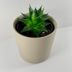 Aloe Cosmo Grey Planter 12cm